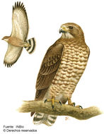 Image of Broad-winged Hawk