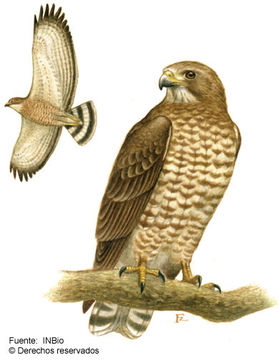 Plancia ëd Buteo platypterus (Vieillot 1823)