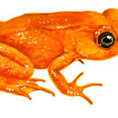 Image of Golden toad