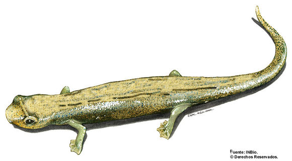 Image of La Loma Salamander