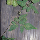 Image of <i>Cardiospermum halicacabum</i> var. <i>microcarpum</i> (Kunth) Blume