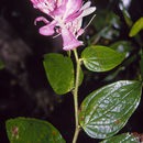 Image of Cavendishia callista J. D. Smith