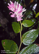 صورة Cavendishia callista J. D. Smith