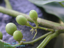 Plancia ëd Cestrum racemosum Ruiz & Pav.