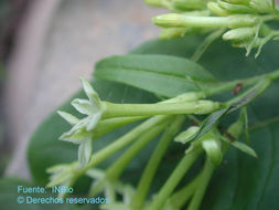 Image of Cestrum racemosum Ruiz & Pav.