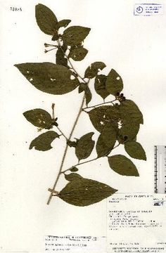 Image of Alternate-leaf Jessamine