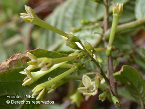 Image of Cestrum rugulosum Francey