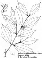 Image of Caryodaphnopsis