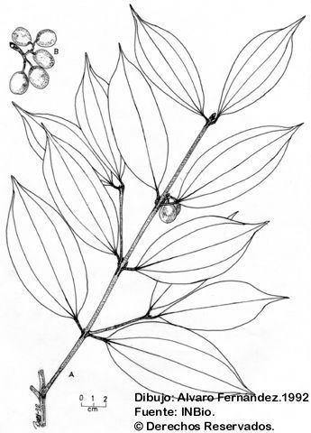 Image of Caryodaphnopsis