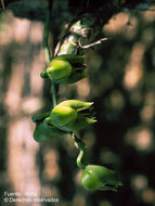 Image of Catasetum maculatum Kunth