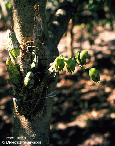 Image de Catasetum maculatum Kunth