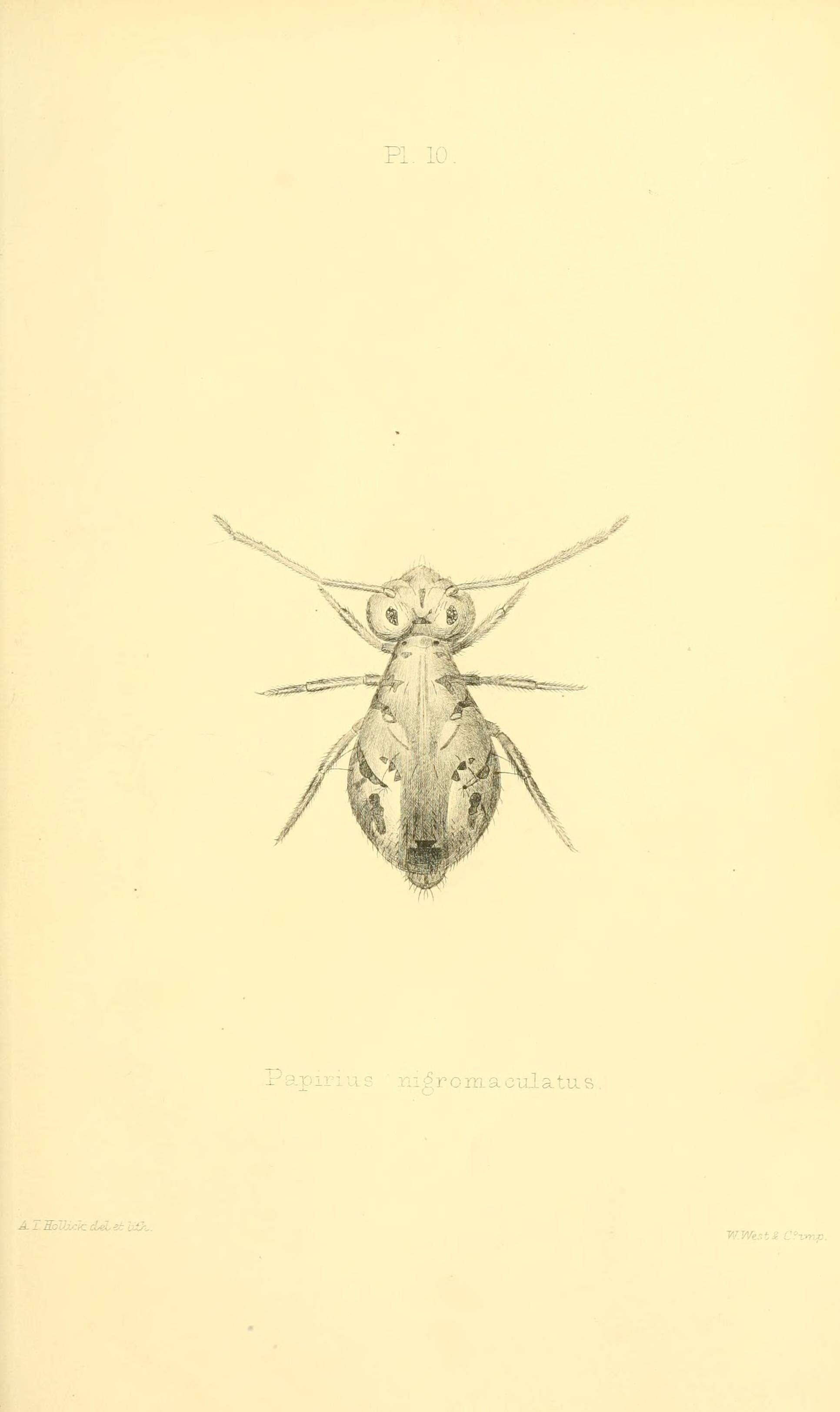 Image de Dicyrtomina minuta (Fabricius O 1783)