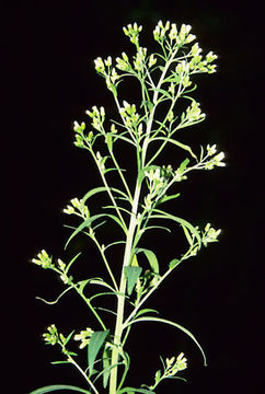 Image of asthmaweed