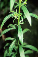 Image of asthmaweed