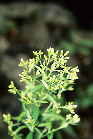 Image of asthmaweed