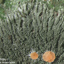 Image of Domingan coccocarpia lichen