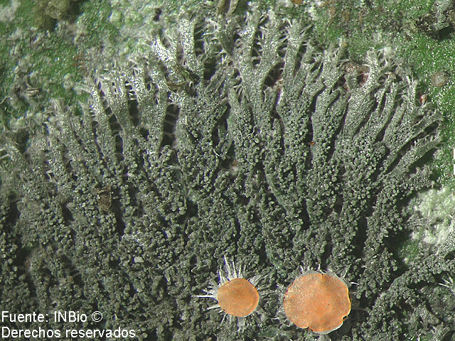 Image of Domingan coccocarpia lichen