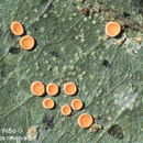 Image of Coenogonium subluteum (Rehm) Kalb & Lücking