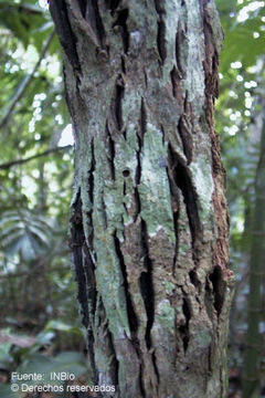 Plancia ëd Colubrina spinosa (Vell.) Donn. Sm.