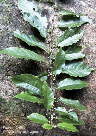 Plancia ëd Colubrina spinosa (Vell.) Donn. Sm.