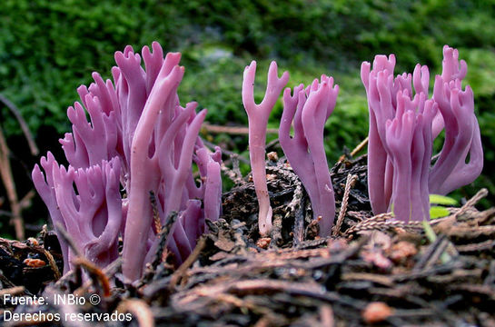 Image of Clavulina amethystina (Bull.) Donk 1933