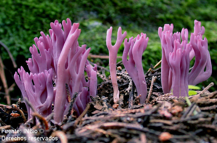 Imagem de Clavulina amethystina (Bull.) Donk 1933