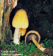 Image of Coprinellus