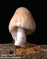 Image of Coprinellus