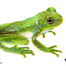 Image of San Jose Cochran Frog