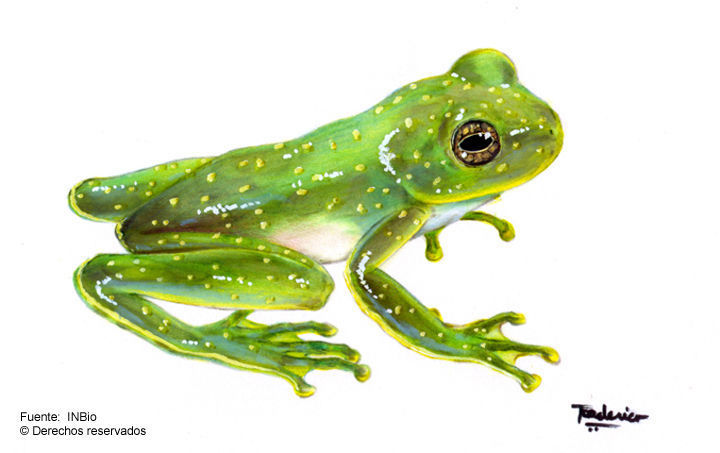 Image of Cochran glass frogs