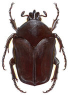 Image of figeater beetle