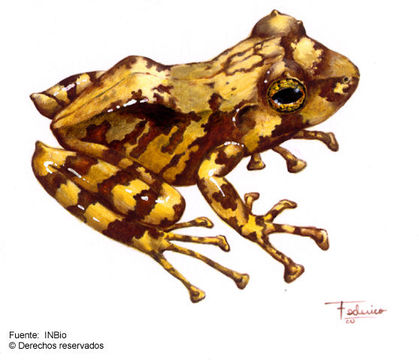 Image of Craugastor melanostictus (Cope 1875)