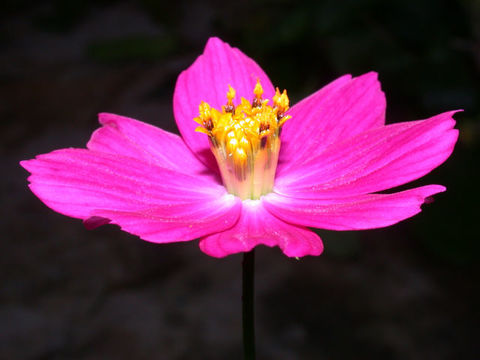 Image of wild cosmos