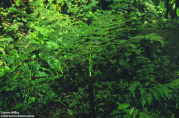 صورة Cyathea mucilagina R. C. Moran