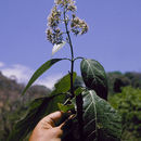 Imagem de Critonia morifolia (Mill.) R. King & H. Rob.