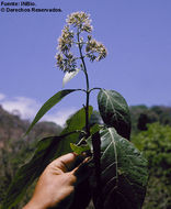 Image of Critonia morifolia (Mill.) R. King & H. Rob.