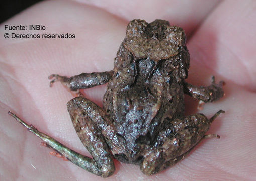 Image of Craugastor rugosus (Peters 1873)