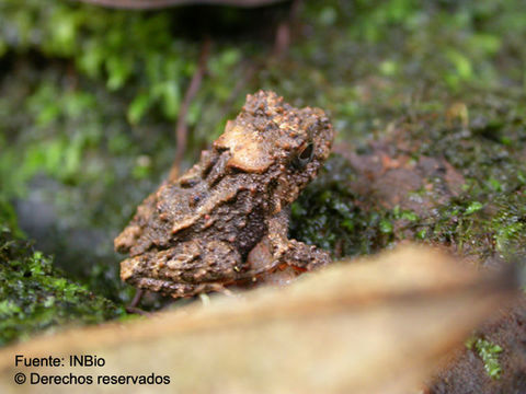 Plancia ëd Craugastor rugosus (Peters 1873)