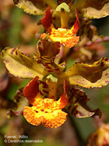 Image of Cyrtopodium paniculatum (Ruiz & Pav.) Garay