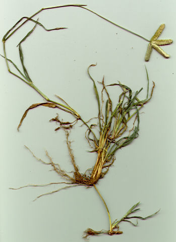 Image of crowfoot grass