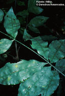 Image of Desmoncus costaricensis (Kuntze) Burret