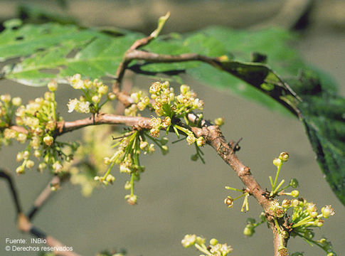 Image of caskfruit