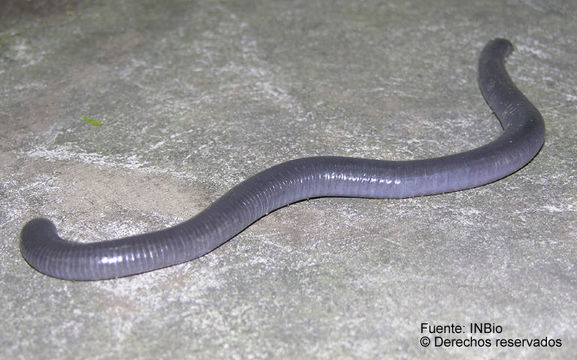 Image of Dermophis glandulosus Taylor 1955