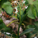 Слика од Encyclia cordigera (Kunth) Dressler