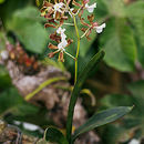 Imagem de Encyclia cordigera (Kunth) Dressler