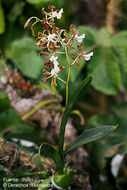 Image of Encyclia cordigera (Kunth) Dressler