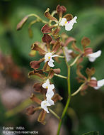 Image of Encyclia cordigera (Kunth) Dressler