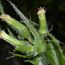 Image of <i>Erechtites hieracifolia</i> (L.) Raf. ex DC.