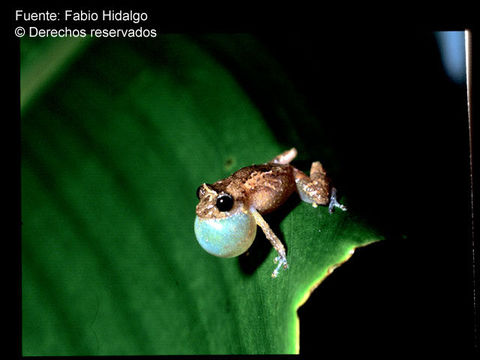 Image of Caretta Robber Frog