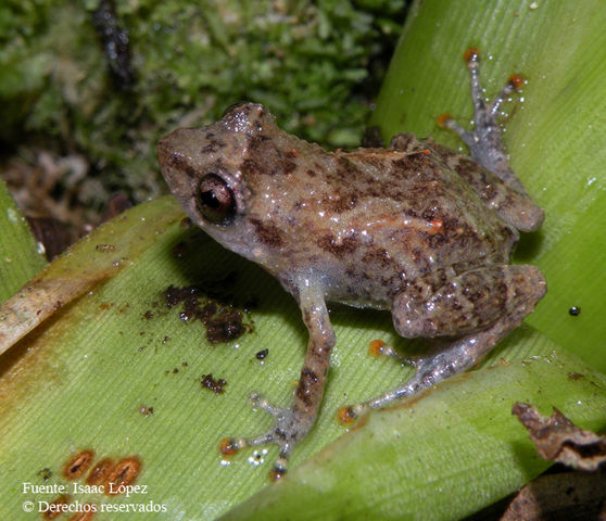 Image of Caretta Robber Frog